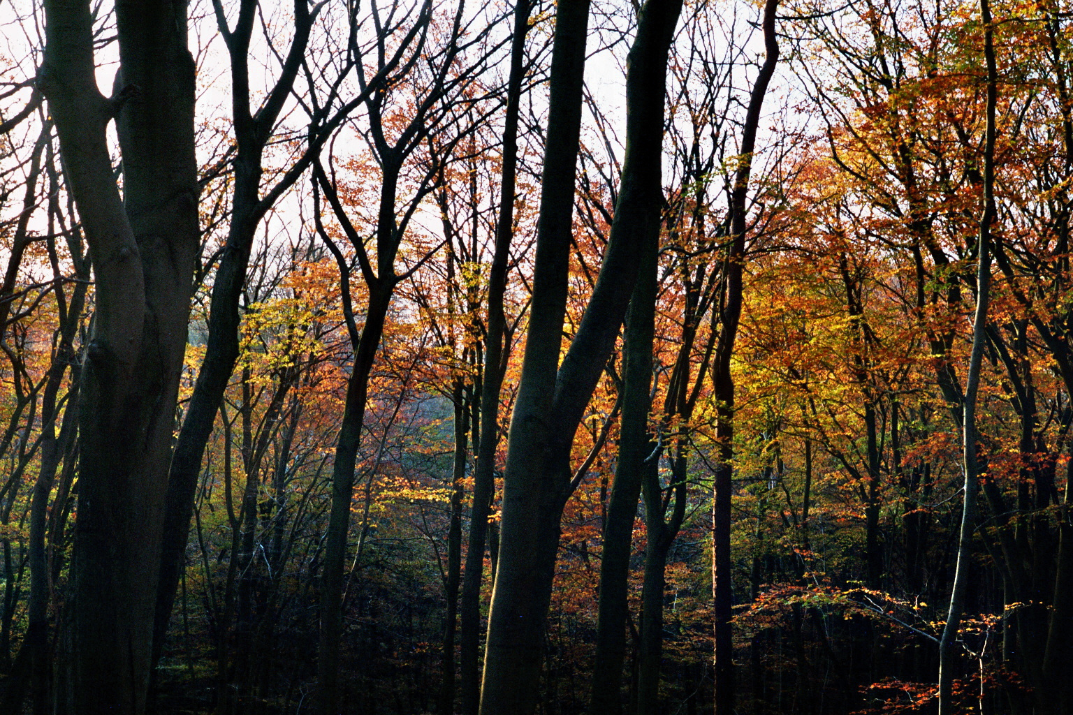 Gedanken zur Analogfotografie