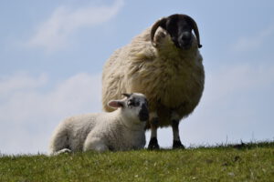 Eine schwarze Schafmutter steht auf einer Wiese neben ihrem weißen Lamm, das auf dem Boden liegt. Beide Tiere sind von der Seite sichtbar.