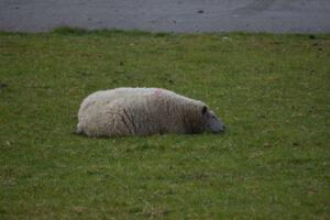 Ein liegendes Schaf auf einer grünen Wiese, mit grauem Kopf und weißem, wolligem Körper. Der Boden ist mit Gras und einigen kleinen Steinen bedeckt.