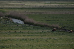 Eine weitläufige Wiese mit mehreren Gänsen und zwei Schafen, die am Rand eines schmalen Baches grasen. Im Hintergrund sind hohe Gräser zu sehen.