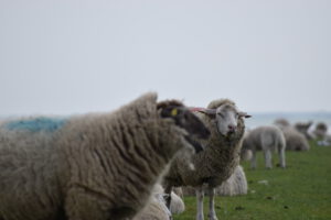 Eine Gruppe von Schafen auf einer Wiese. Im Vordergrund ein schwarzes Schaf mit gelbem Ohrmarke und ein weißes Schaf mit geschlossenen Augen. Im Hintergrund weitere Schafe.