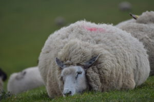 Ein Schaf liegt auf einer Wiese, mit einem runden, flauschigen Körper und einem grauen Kopf. Es hat eine rote Markierung auf dem Rücken.