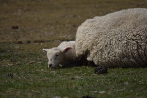 Ein Lamm liegt auf dem Gras neben einer schlafenden Schafmutter. Das Lamm hat einen kurzen, weißen Pelz und geschlossene Augen.