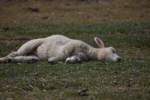 Ein liegendes Lamm auf grünem Gras, mit dem Kopf auf dem Boden und einem Ohr aufrecht. Der Körper ist entspannt und leicht seitlich gedreht.