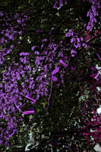 Dichte Baumkrone mit lila und grünen Blättern, einige davon lila angeleuchtet. Es hängen zwischen den Zweigen auch einige Schuhe
