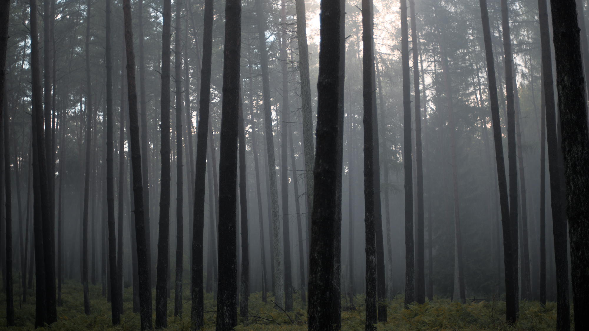 Szenerie im Wald mit einigen Nadel- und Laubbäumen. Nebel zieht auf