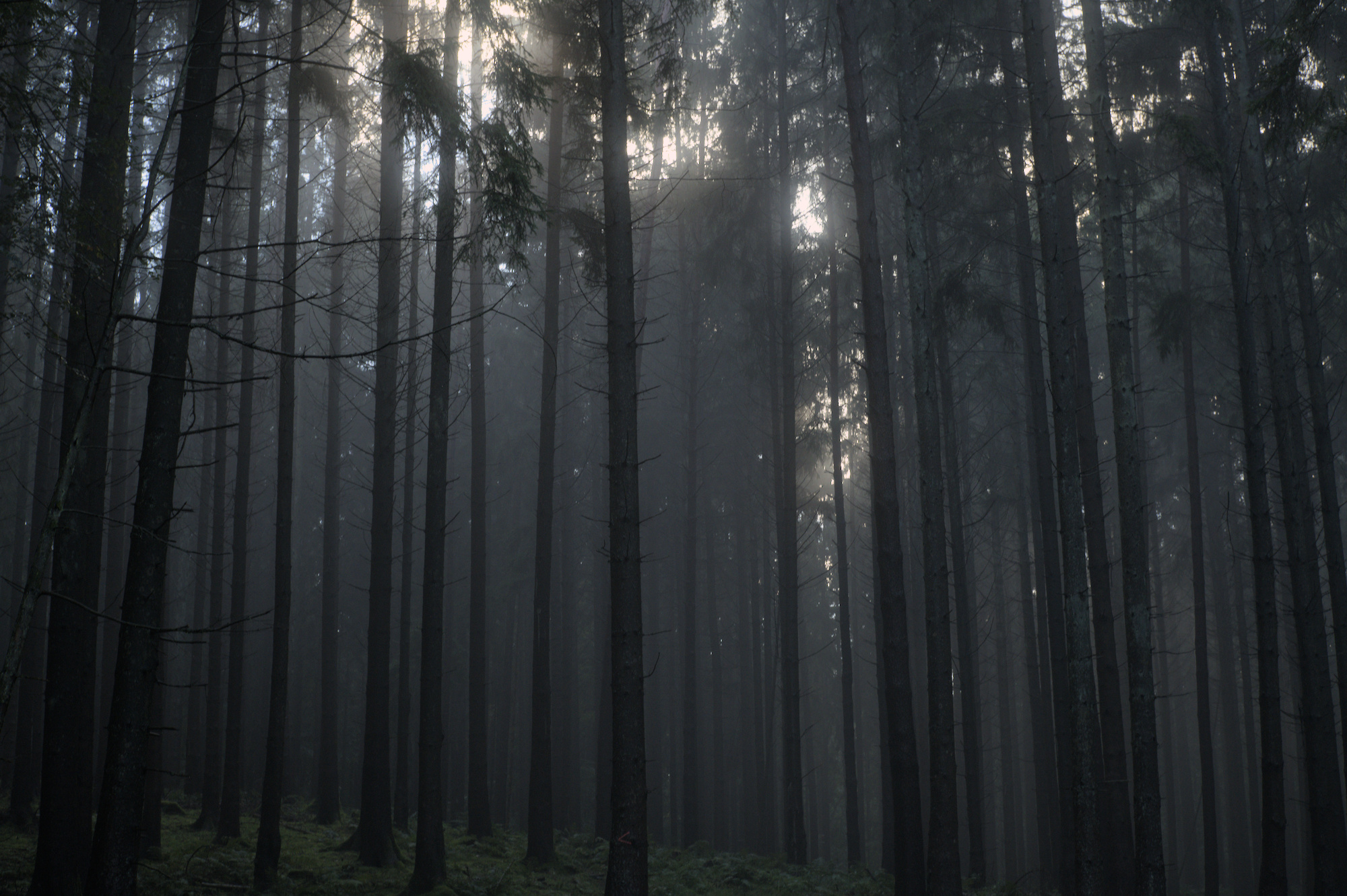 Szenerie im Wald mit einigen Nadel- und Laubbäumen. Nebel zieht auf