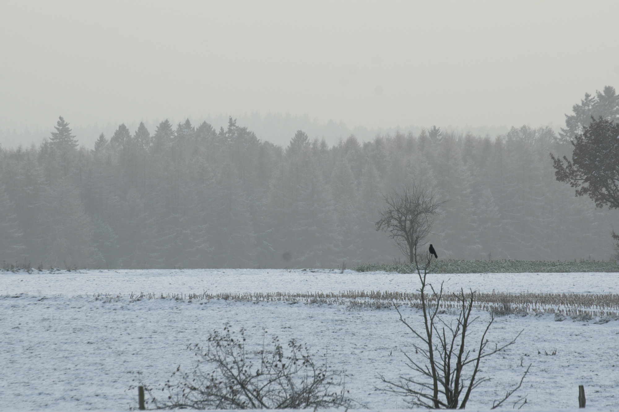 Weiße Schneelandschaft. Im Hintergrund Wald. Etwas weiter vorne ein Baum auf dem ein Vogel sitzt