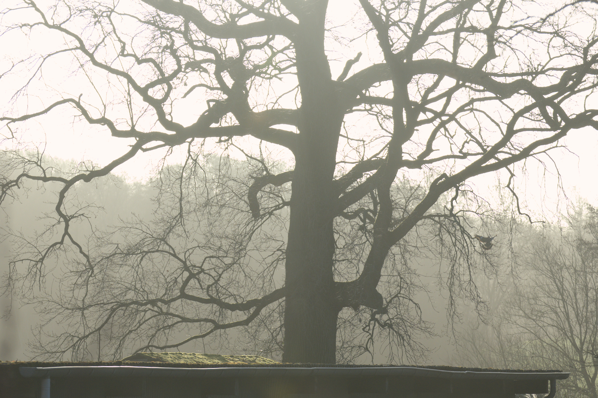 Ein kahler Baum in Morgenlicht und leichten Nebel gehüllt. Eine Taube ist gerade im Landeanflug und zu erkennen sind ihre ausgestreckten Flügel