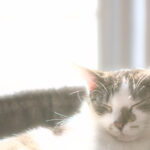 Die Katers