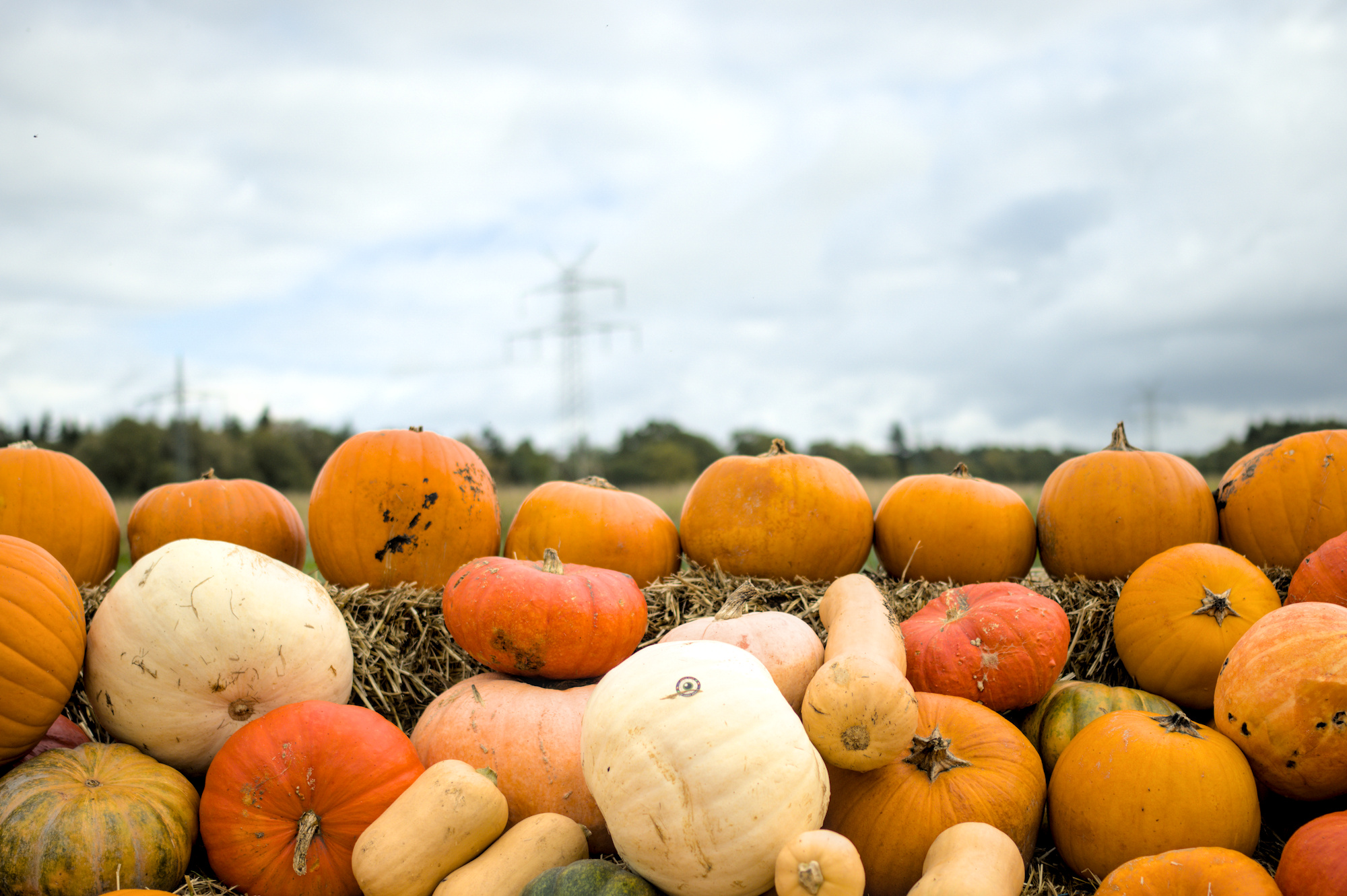 Herbstzeit ist Kürbiszeit